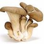 Oyster mushroom